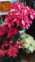 Christmas Poinsettia from Ladybug's Flowers & Gifts, local florist in Tulsa
