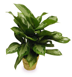 Chinese Evergreen from Ladybug's Flowers & Gifts, local florist in Tulsa